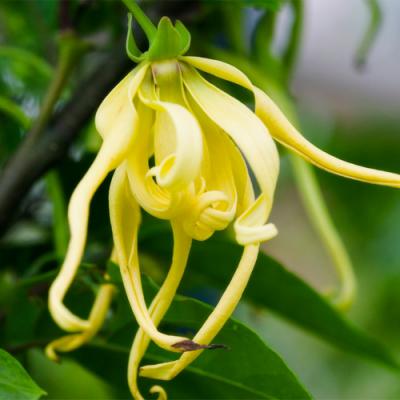 Bienfaits du Ylang ylang