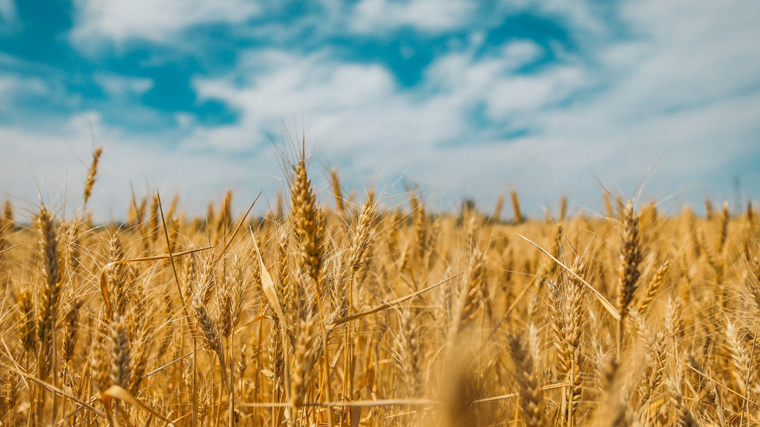 Acide phytique : unifie, éclaircit et rajeunit votre peau
